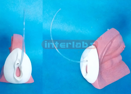 FEMALE CATHETERISATION MODEL